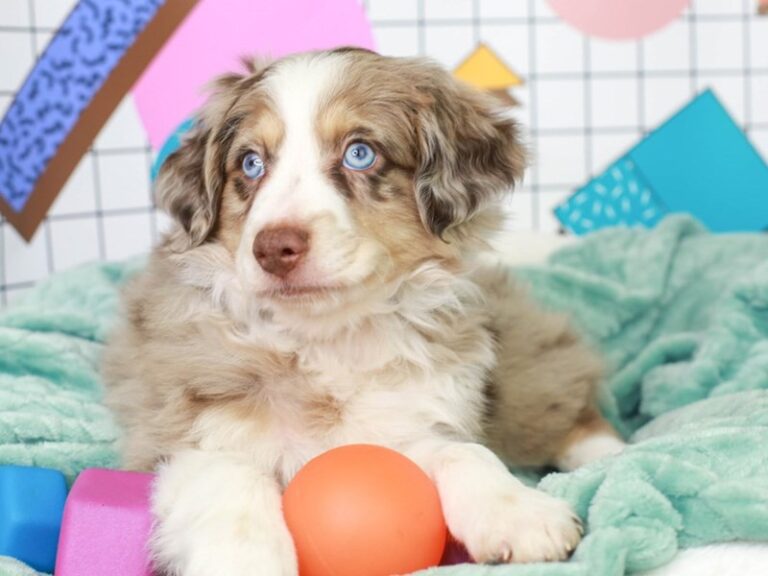 Mini Aussie