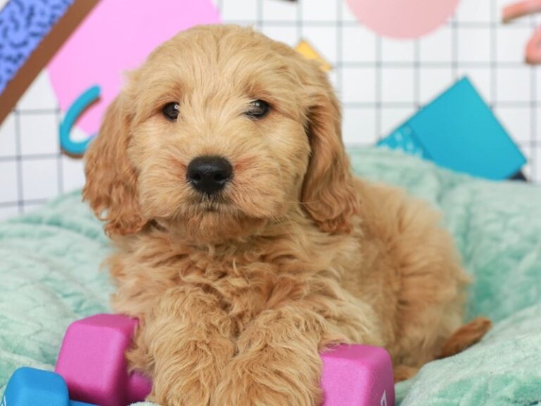 Mini Goldendoodle