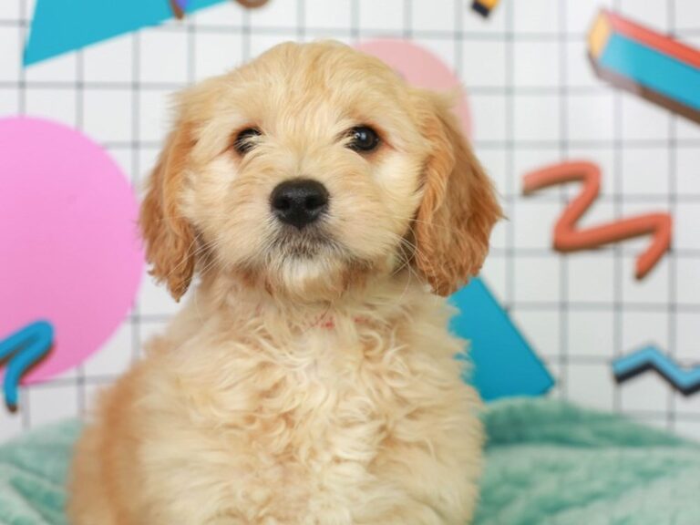 Mini Goldendoodle