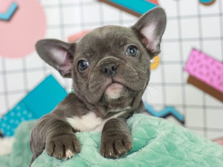 French Bulldog