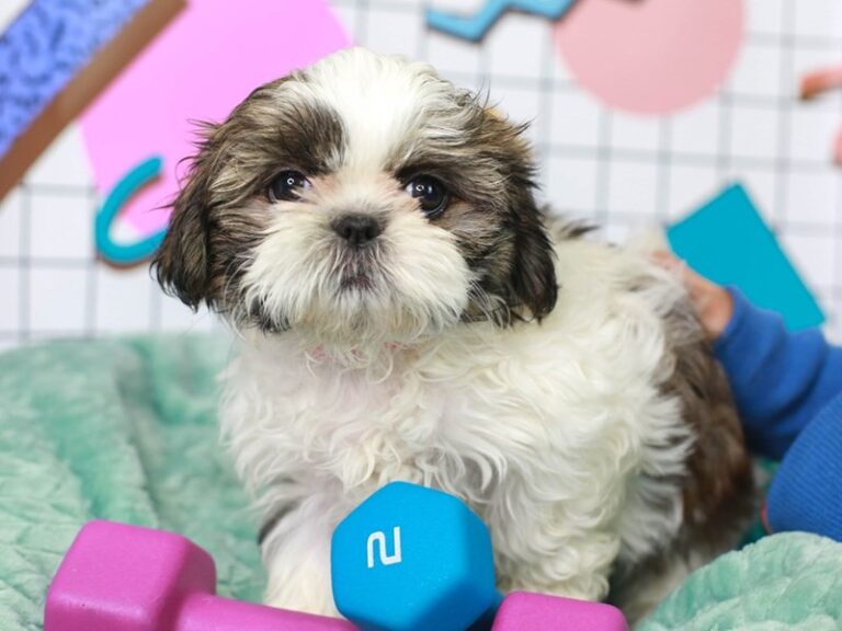 Shih Tzu