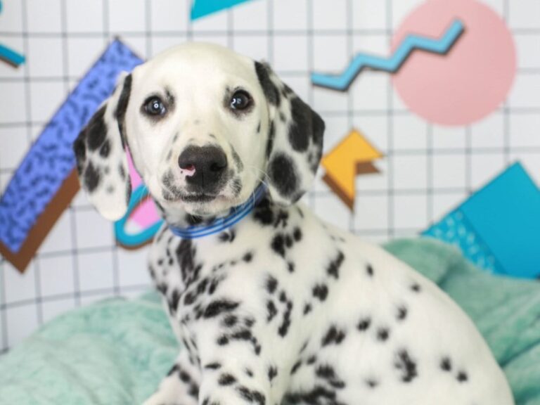 Dalmatian