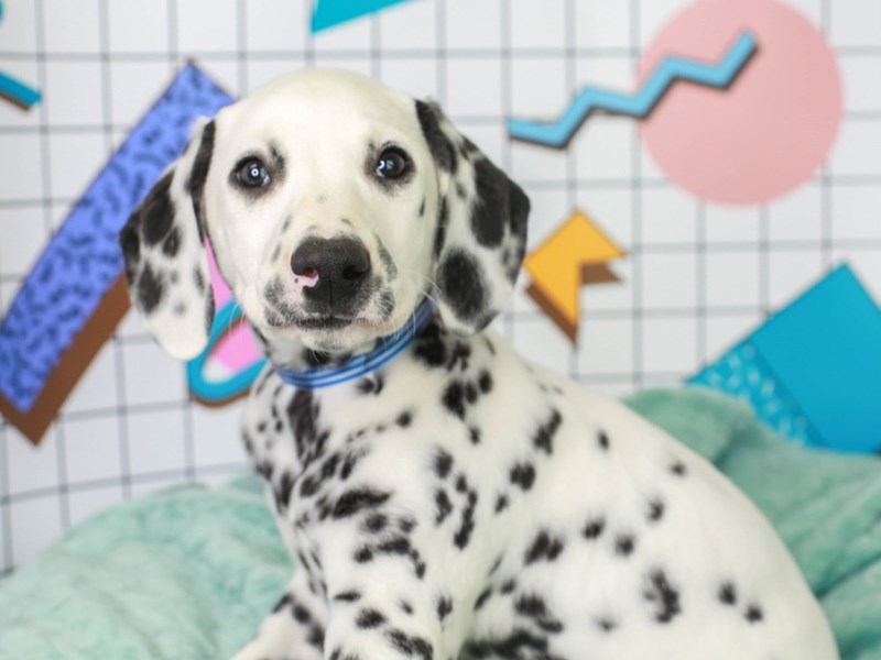 Dalmatian-Male-BLACK/WHITE-3113185-Animal Kingdom | Puppies N Love