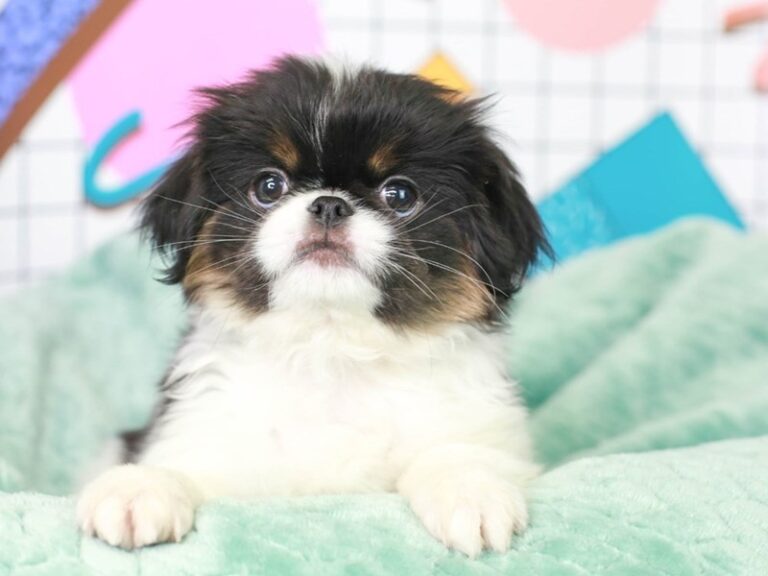 Japanese Chin