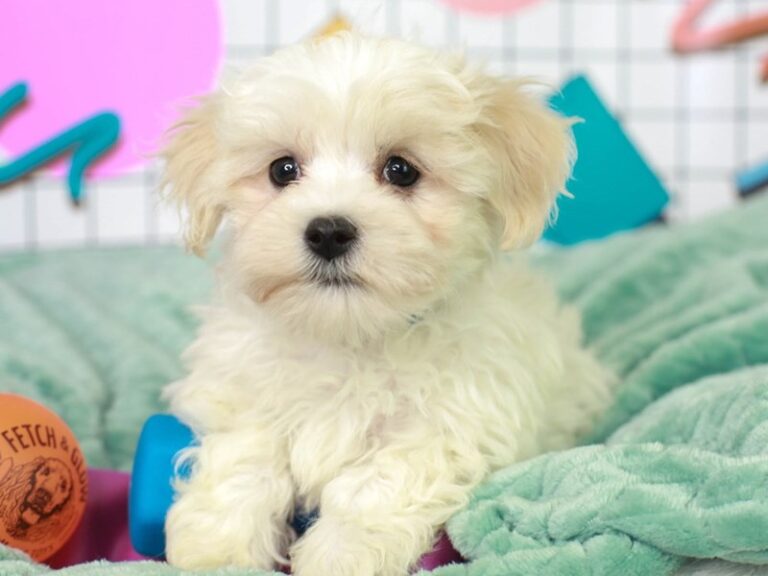 Maltipoo