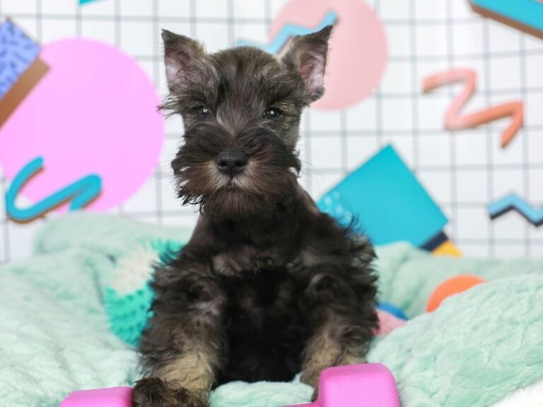 Mini Schnauzer
