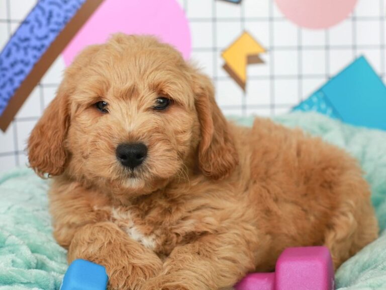 Mini Goldendoodle