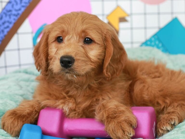 Mini Goldendoodle