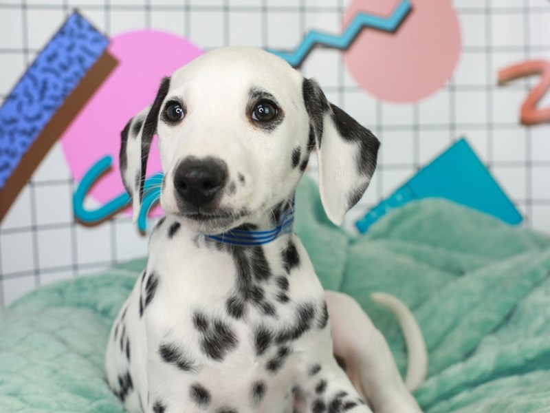 Dalmatian-Male-BLACK/WHITE-3113184-Animal Kingdom | Puppies N Love