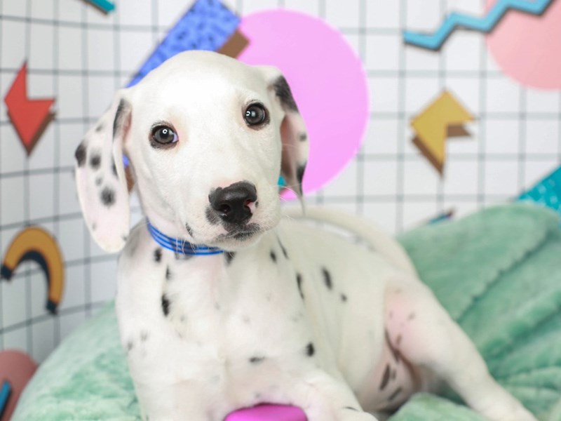 Dalmatian-Male-BLACK/WHITE-3113186-Animal Kingdom | Puppies N Love