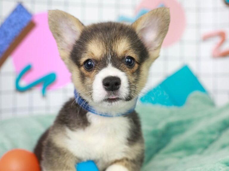 Pembroke Welsh Corgi
