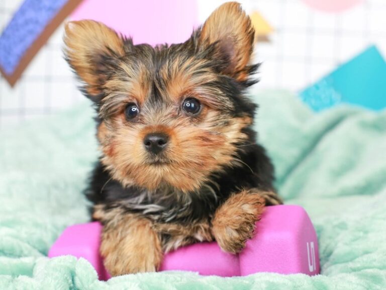 Yorkshire Terrier