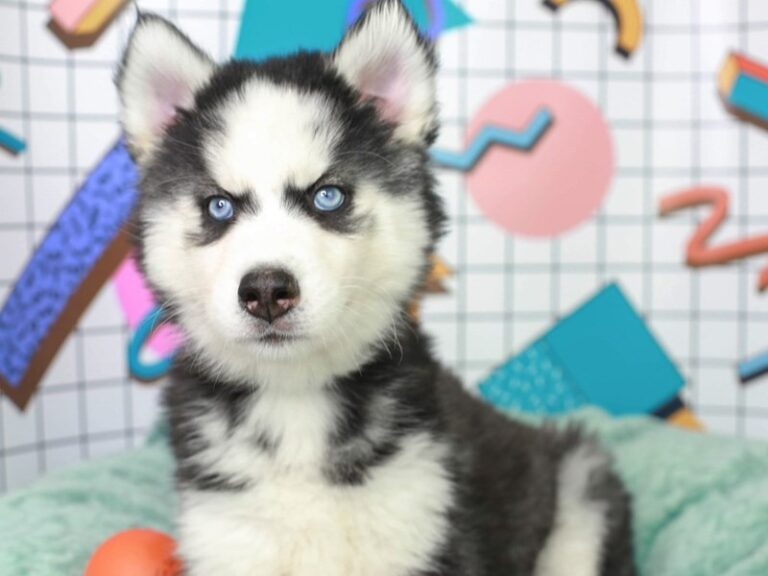 Siberian Husky