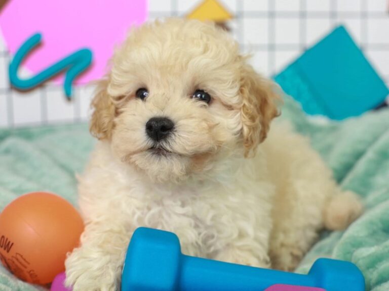 Maltipoo