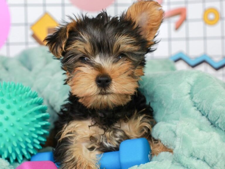Yorkshire Terrier