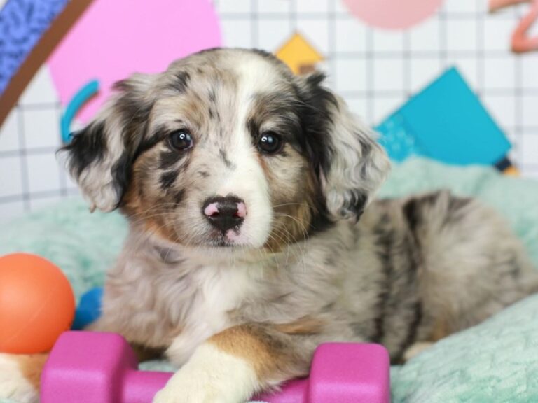 Mini Aussie