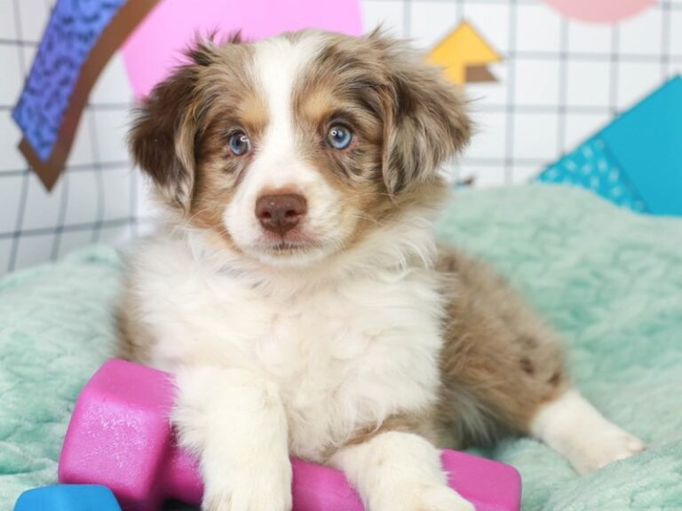Mini Aussie