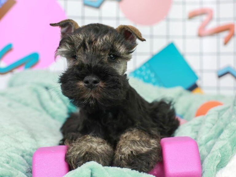 Mini Schnauzer