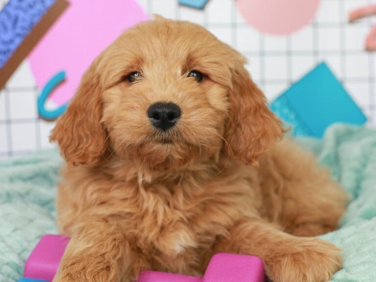 Mini Goldendoodle