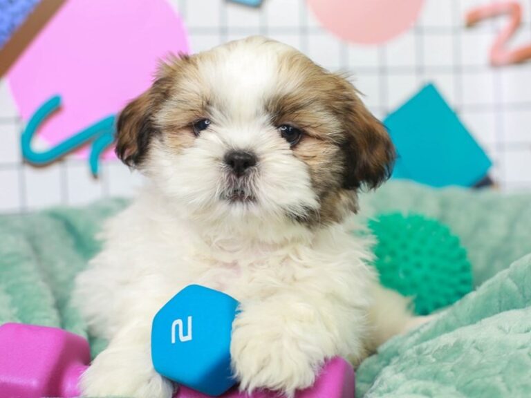 Shih Tzu