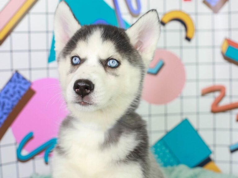Siberian Husky