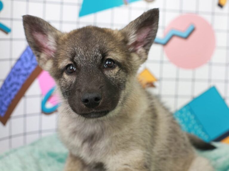Norwegian Elkhound