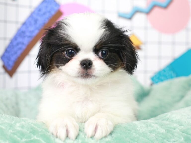 Japanese Chin