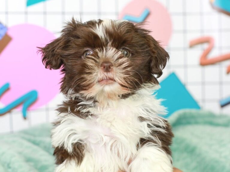 Shih Tzu