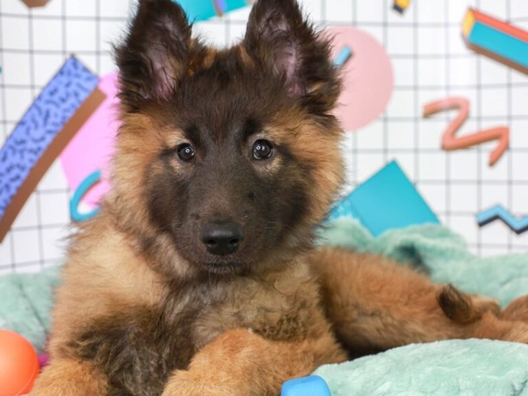 Belgian Tervuren