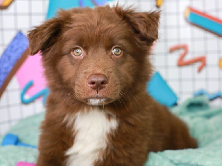 Australian Shepherd