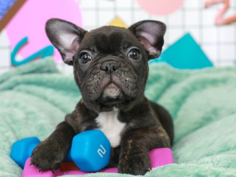French Bulldog