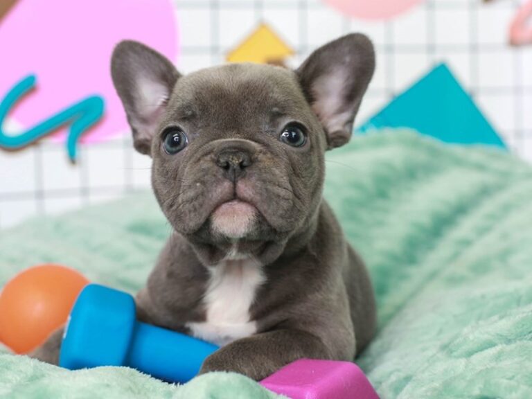French Bulldog