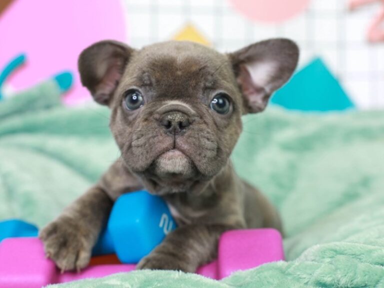 French Bulldog
