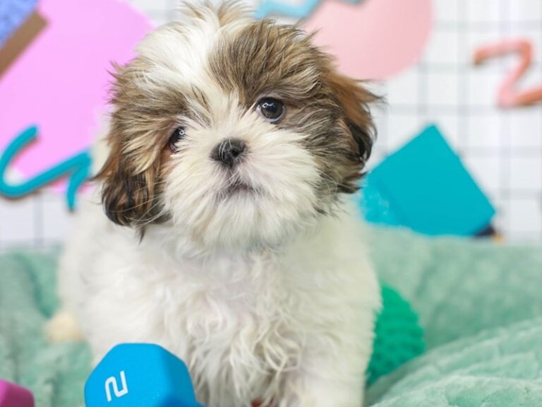 Shih Tzu