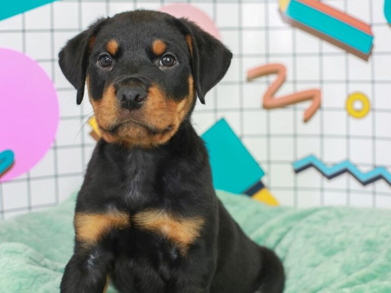Rottweiler
