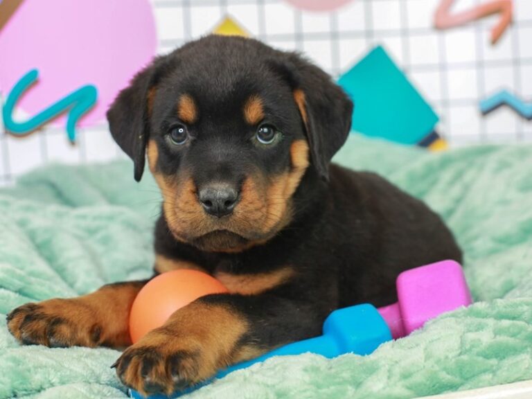 Rottweiler