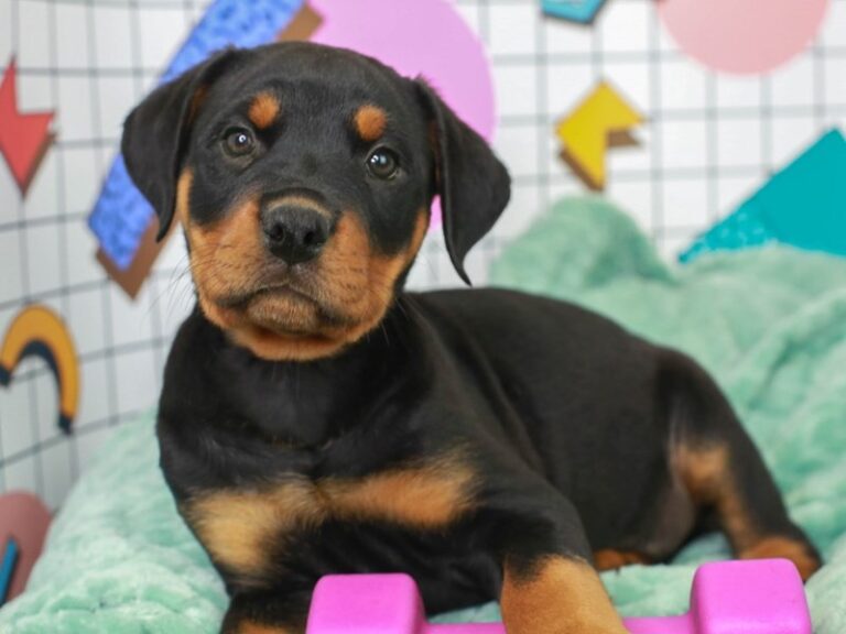 Rottweiler