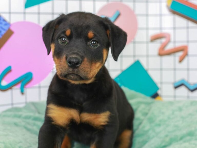 Rottweiler