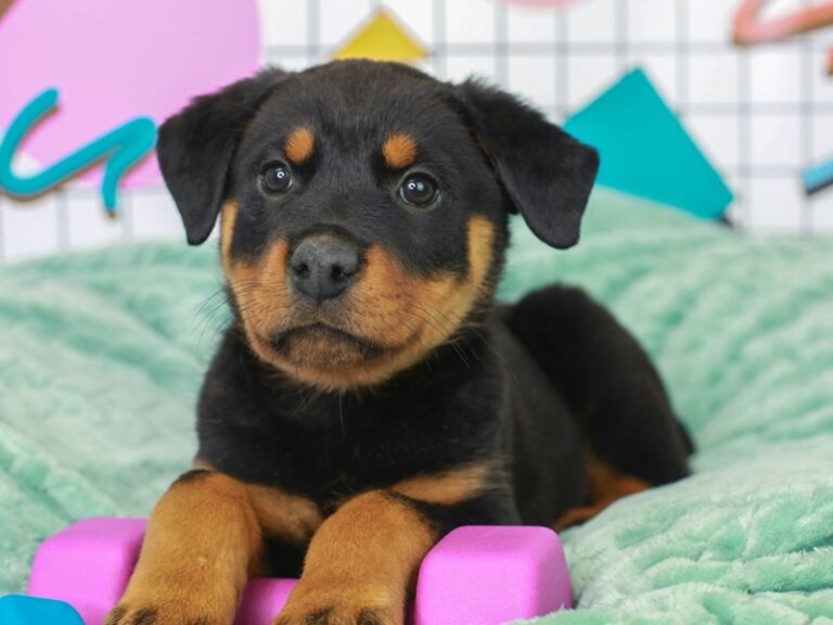 Rottweiler