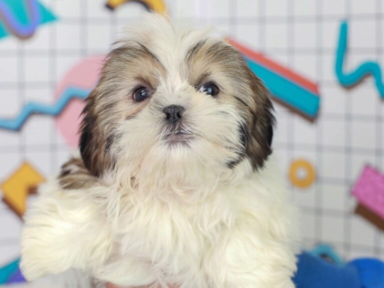 Shih Tzu