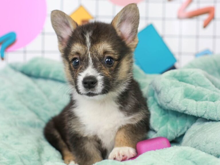 Pembroke Welsh Corgi