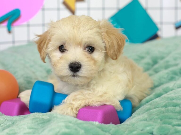 Maltipoo