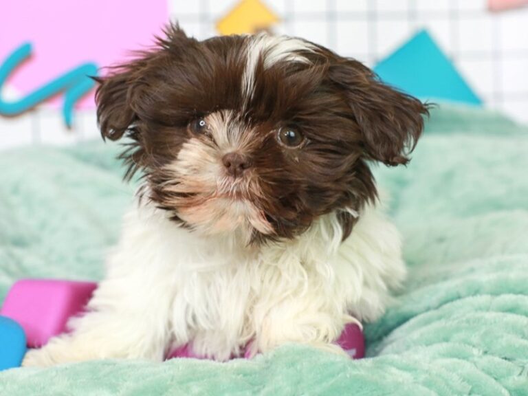 Shih Tzu