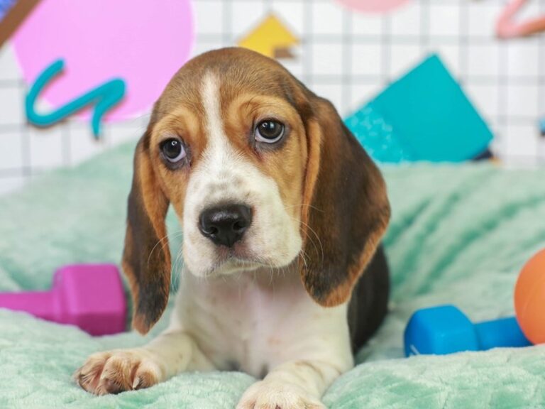 Beagle