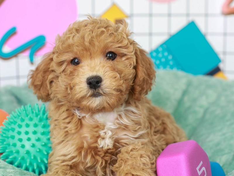 Cavachon sales poo puppies
