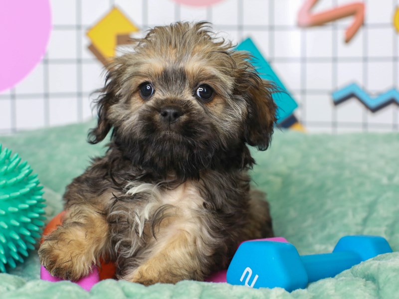Cockatzu-Male-GOLD-3090812-Animal Kingdom | Puppies N Love
