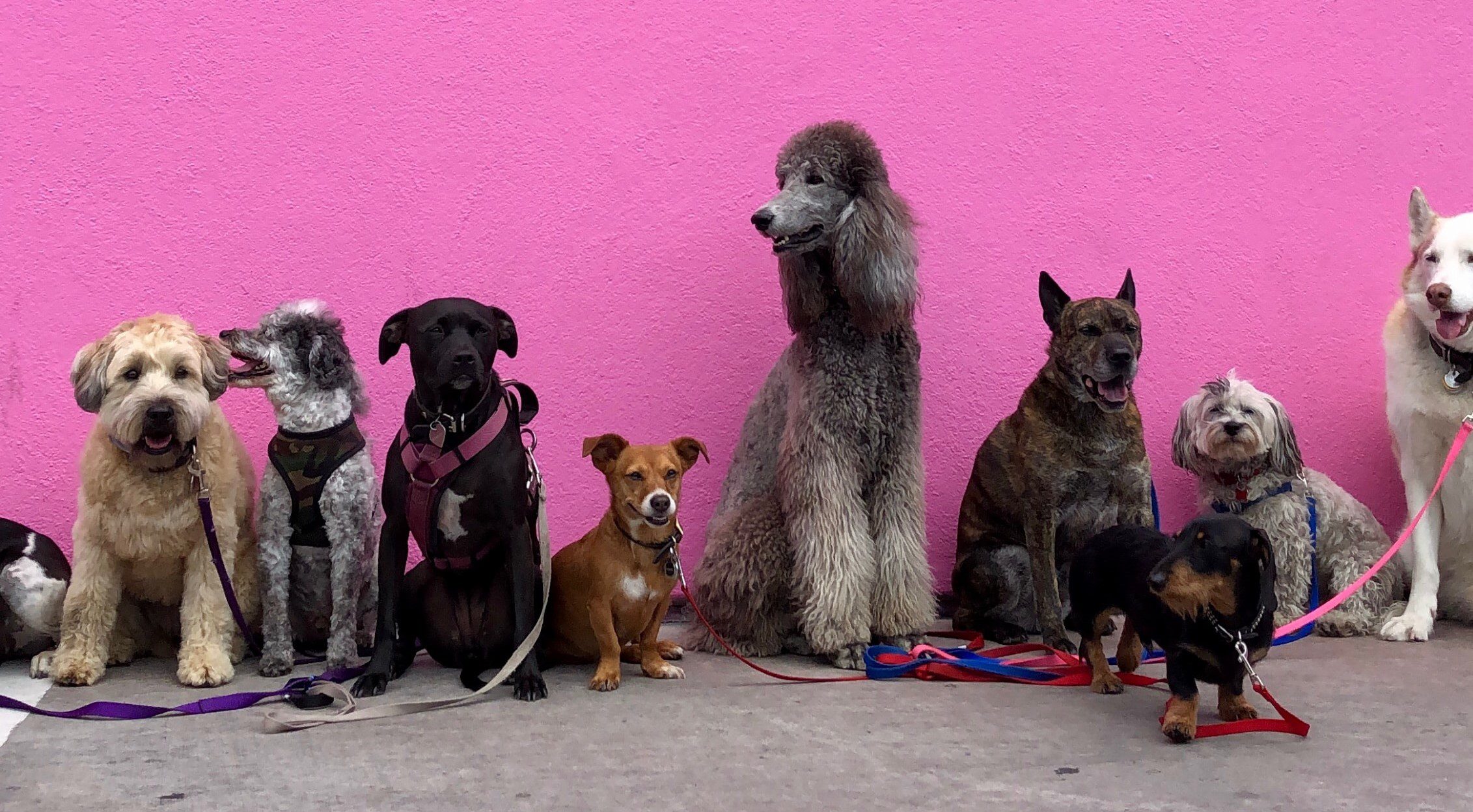 dogs standing in a line