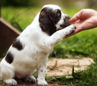 cocker spaniel puppy