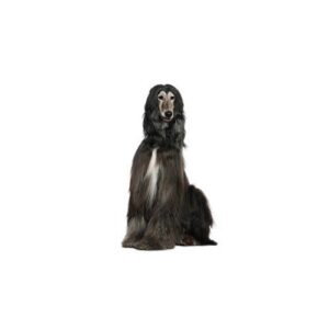 Afghan Hound Puppies For Sale Animal Kingdom Arizona
