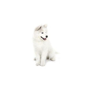 American Eskimo Puppies For Sale Animal Kingdom Arizona